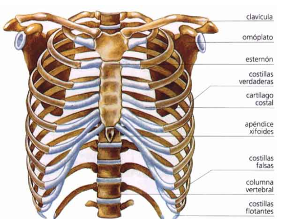 Huesos planos frontales